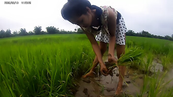 Asian Girls Enjoy Public Nudity In A Rice Field